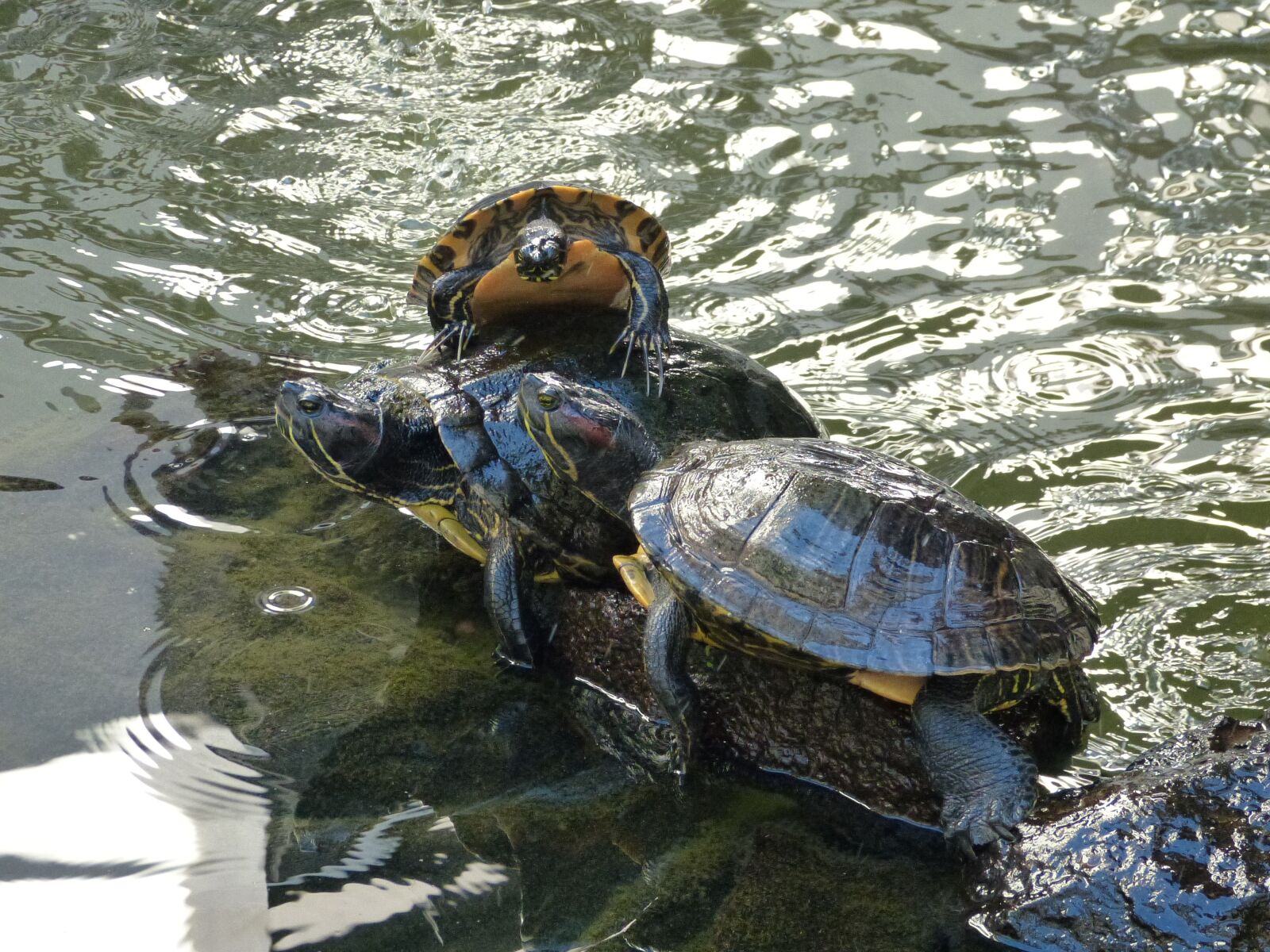Panasonic Lumix DMC-FZ150 sample photo. Turtles, water, animal photography