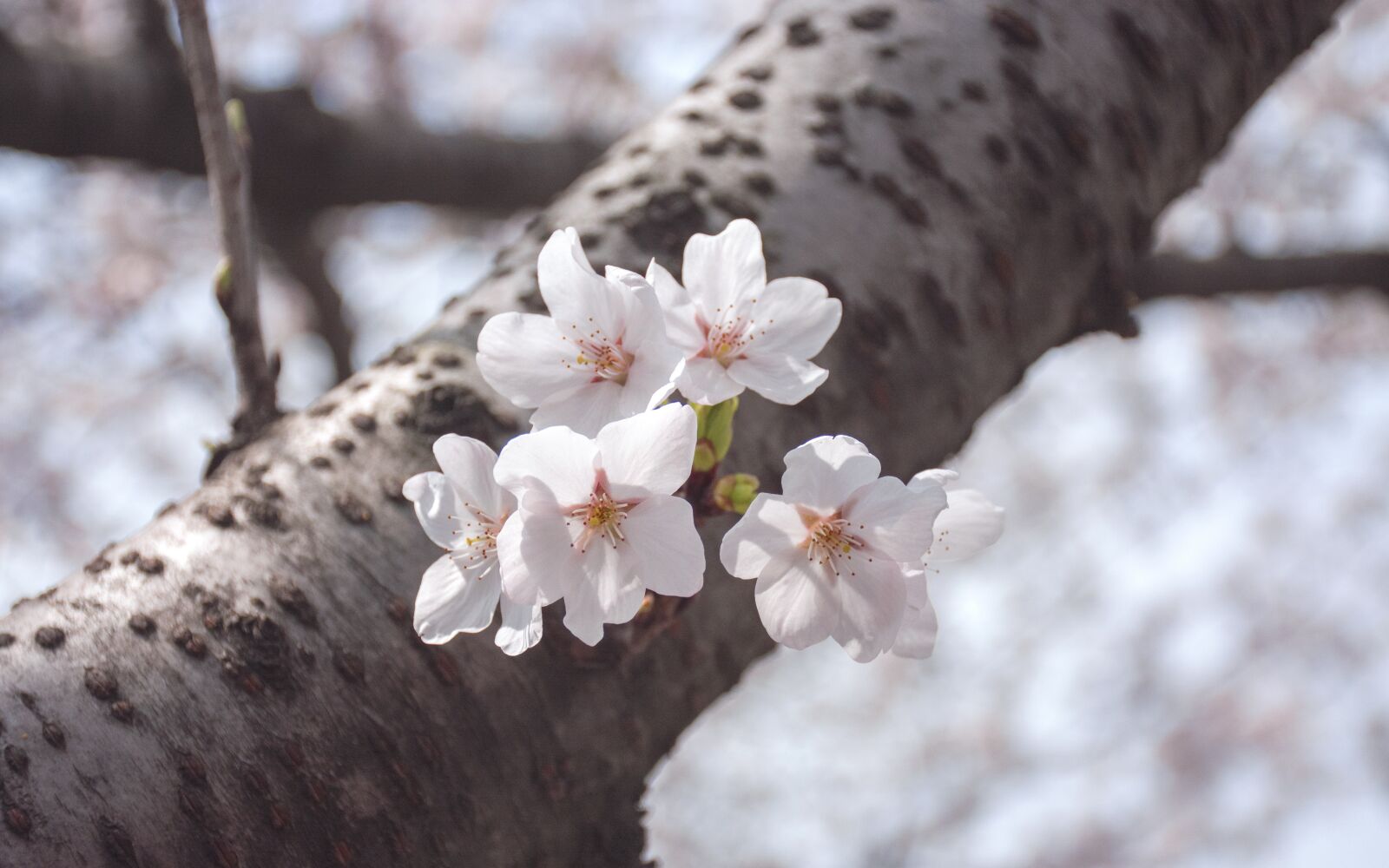 Nikon D7100 sample photo. Nature, tree, winter photography