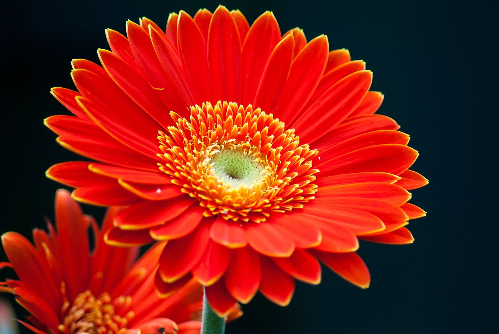 Nikon D3000 sample photo. Gerbera, flower, color photography