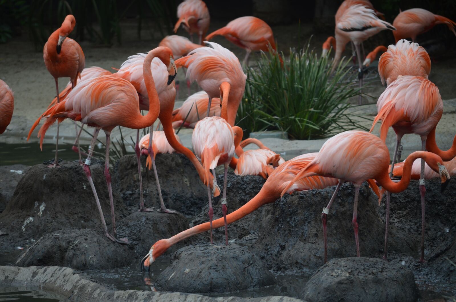 Nikon D5100 sample photo. San diego zoo, flamingoes photography