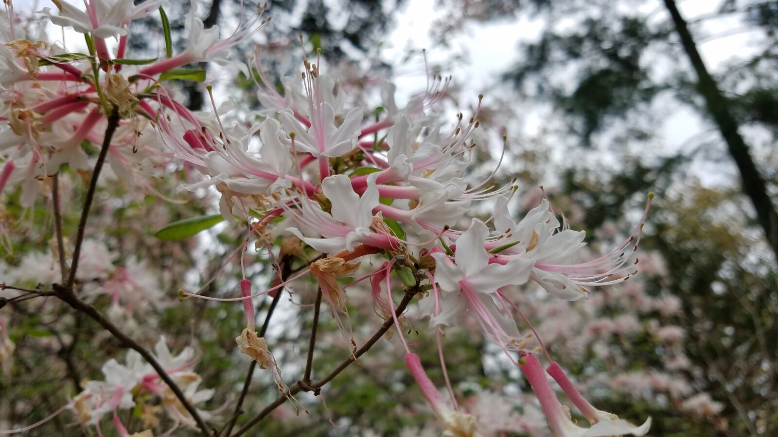 Samsung Galaxy S7 sample photo. Tree, flower, nature photography