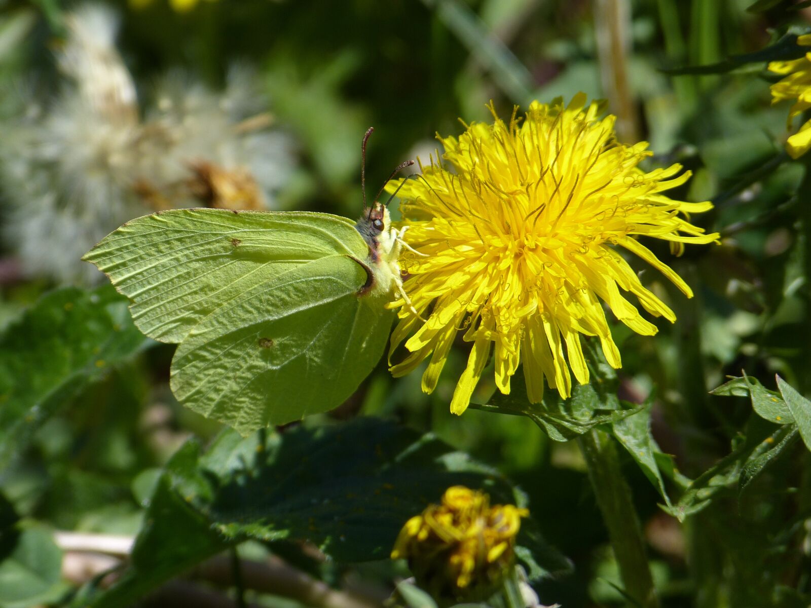 Panasonic Lumix DMC-FZ150 sample photo. Gonepteryx rhamni, butterfly, yellow photography