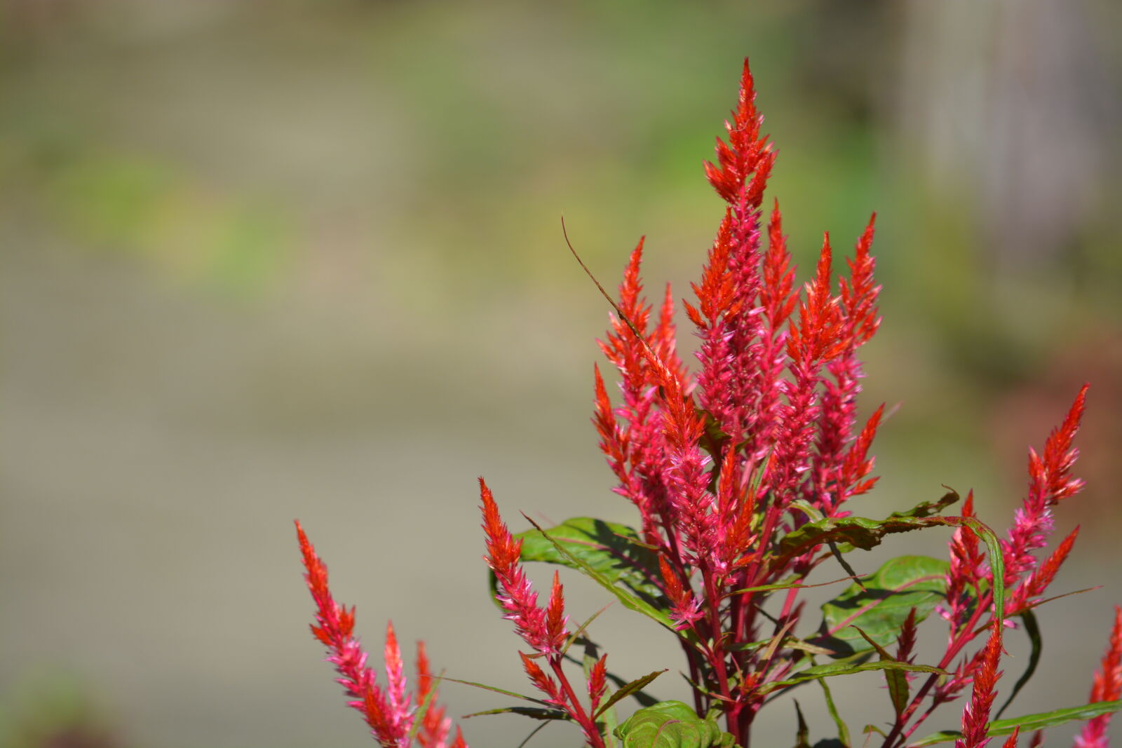 Nikon D7100 sample photo