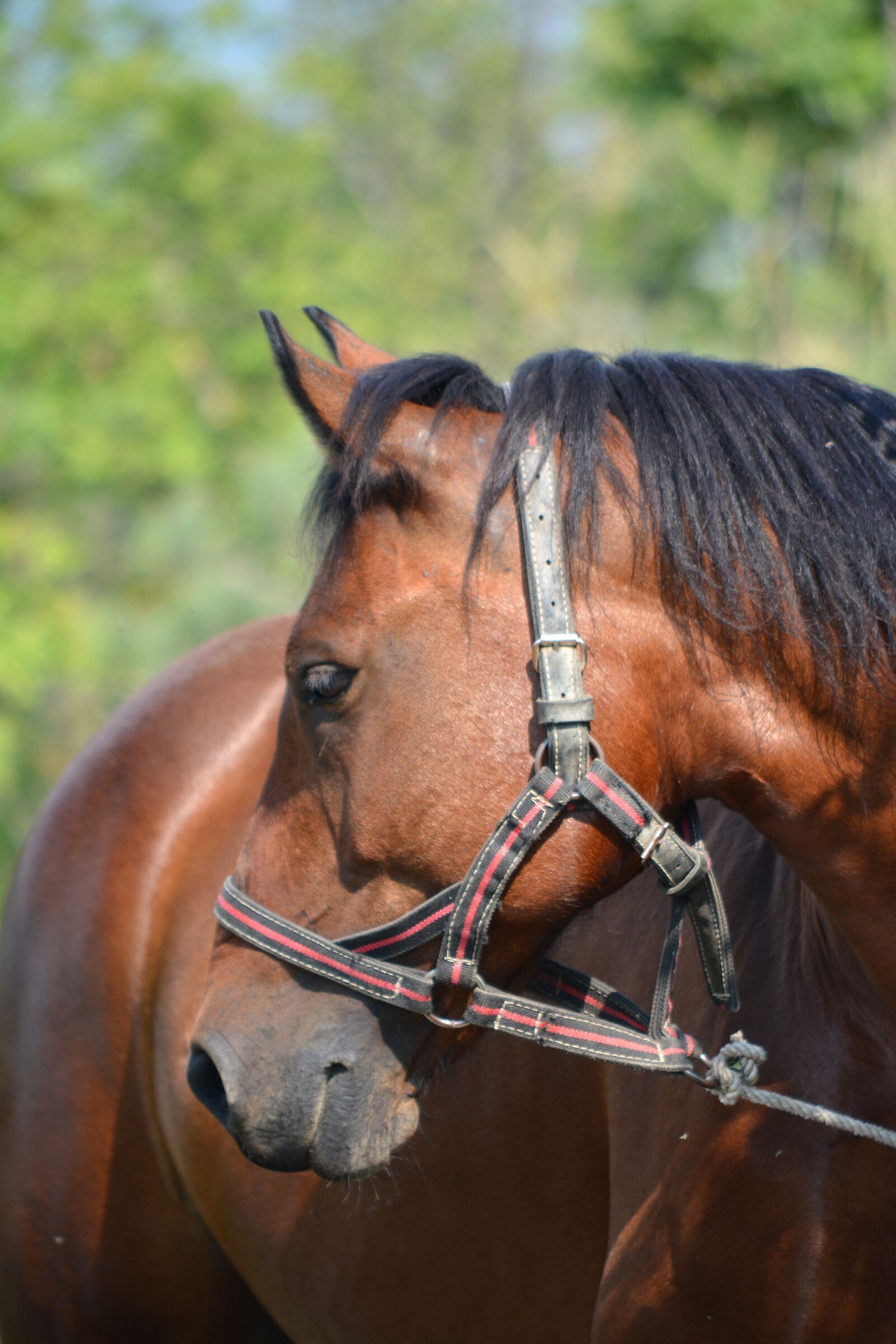 Nikon D5200 sample photo. Horse, horsecollar, rig photography