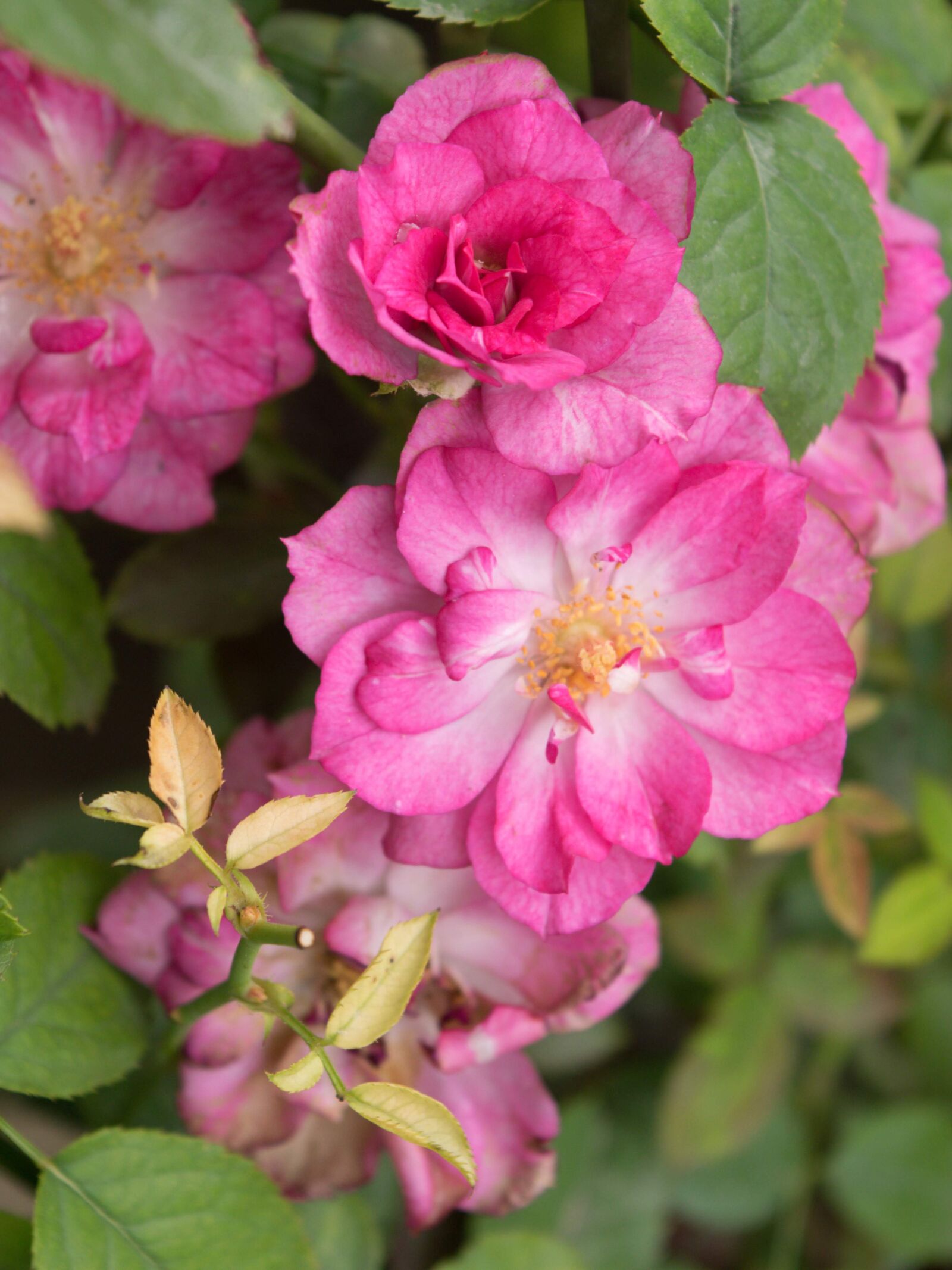 Nikon D5300 sample photo. Rose, roses, bloom photography