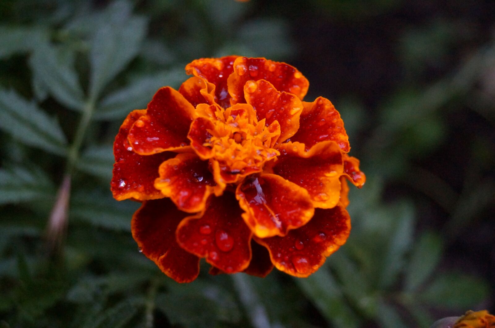 Sony SLT-A37 sample photo. Flower, plant, garden photography