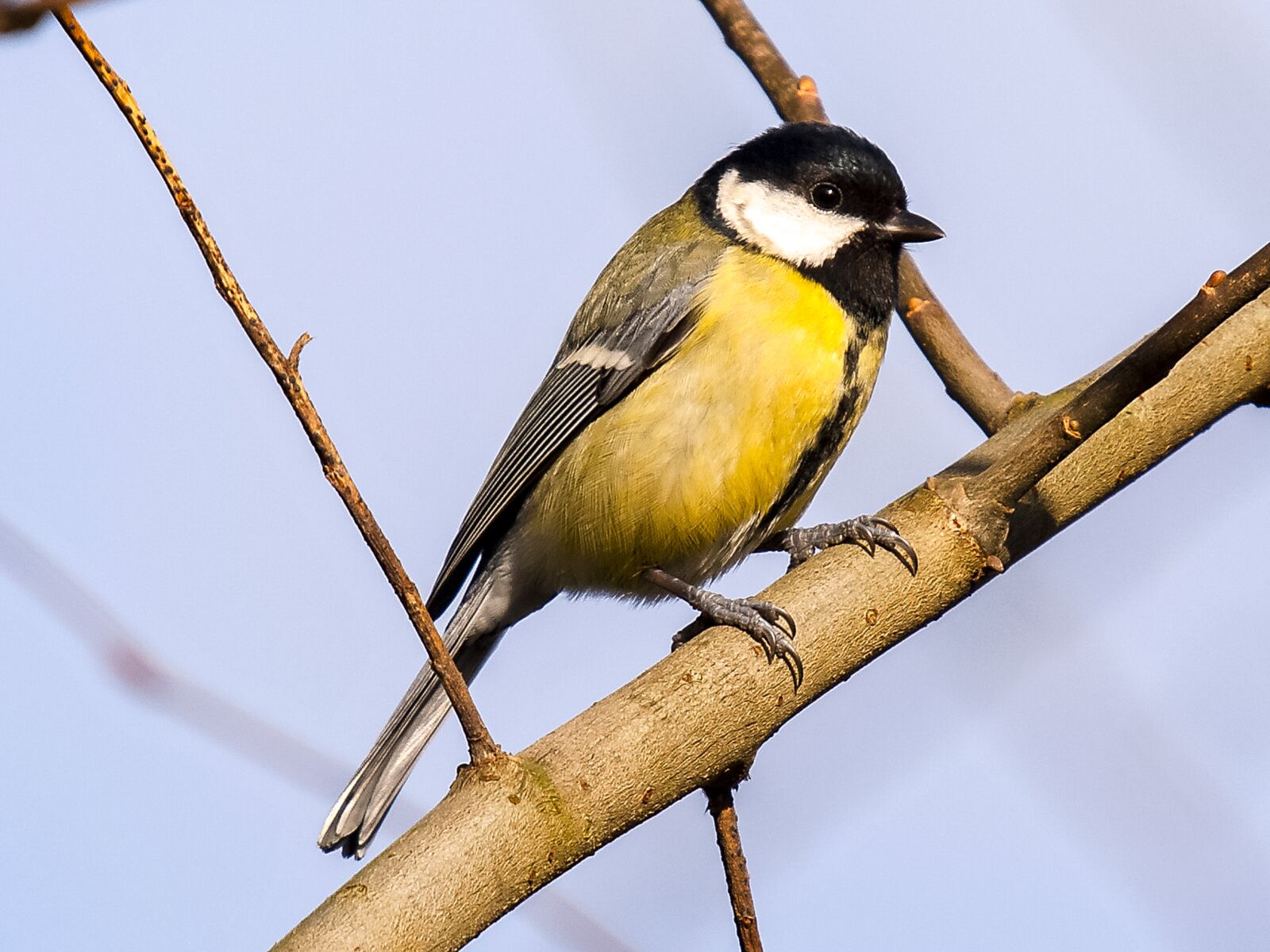 Olympus E-3 sample photo. Tit, bird, songbird photography