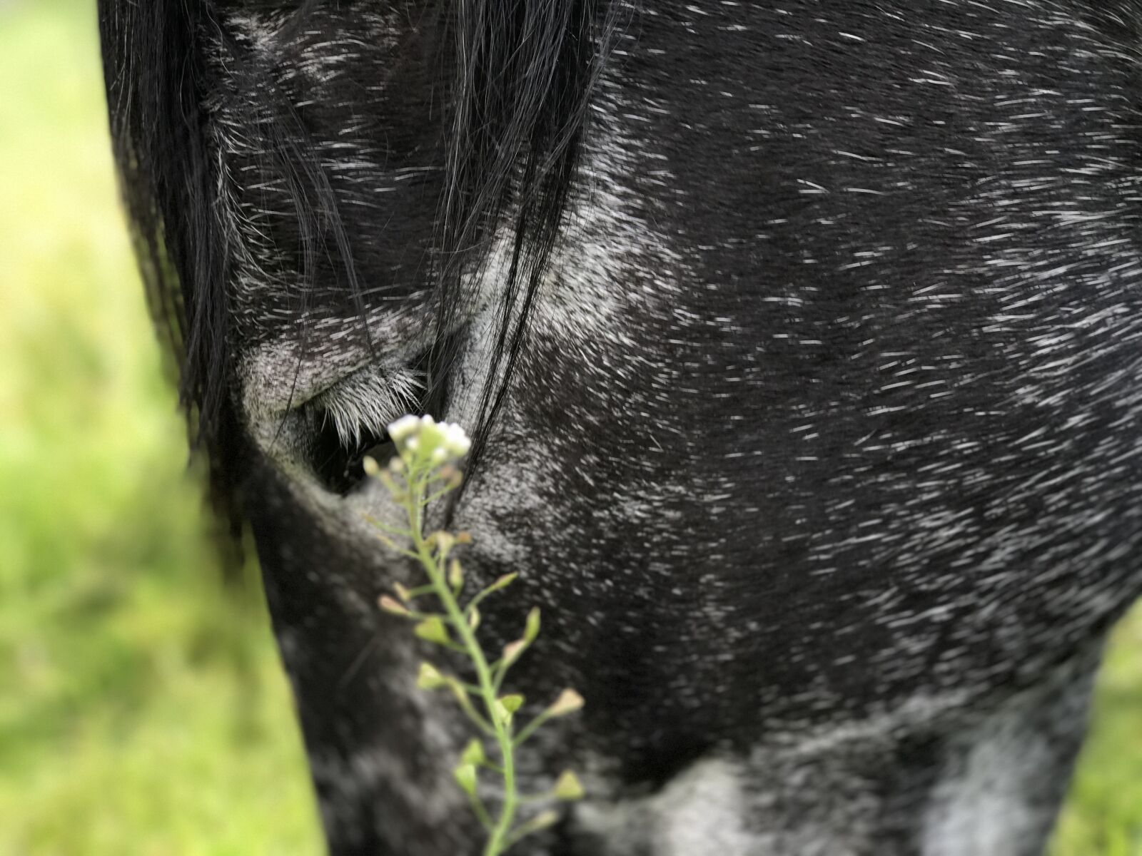iPhone 7 Plus back dual camera 6.6mm f/2.8 sample photo. Horse, andalusians, mold photography