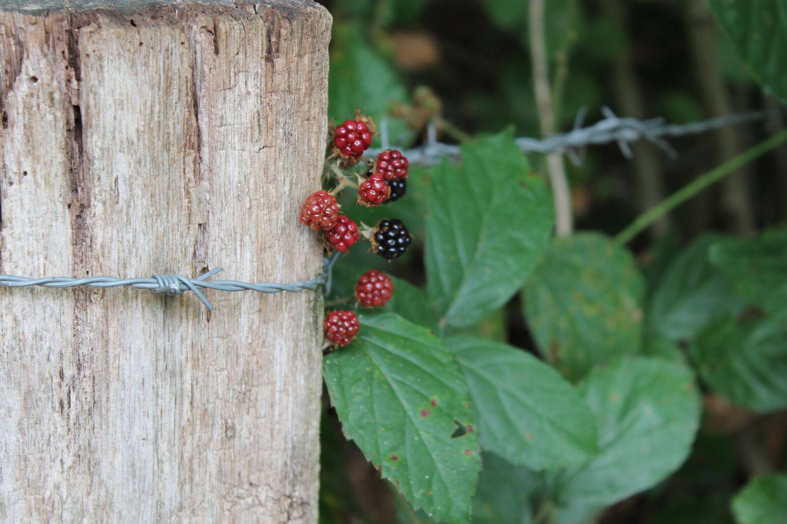Canon EOS 1100D (EOS Rebel T3 / EOS Kiss X50) sample photo. Fruits, autumn, nature photography