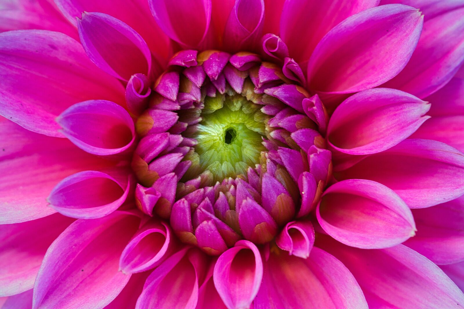 Canon EOS 200D (EOS Rebel SL2 / EOS Kiss X9) sample photo. Dahlia, bright, pink photography