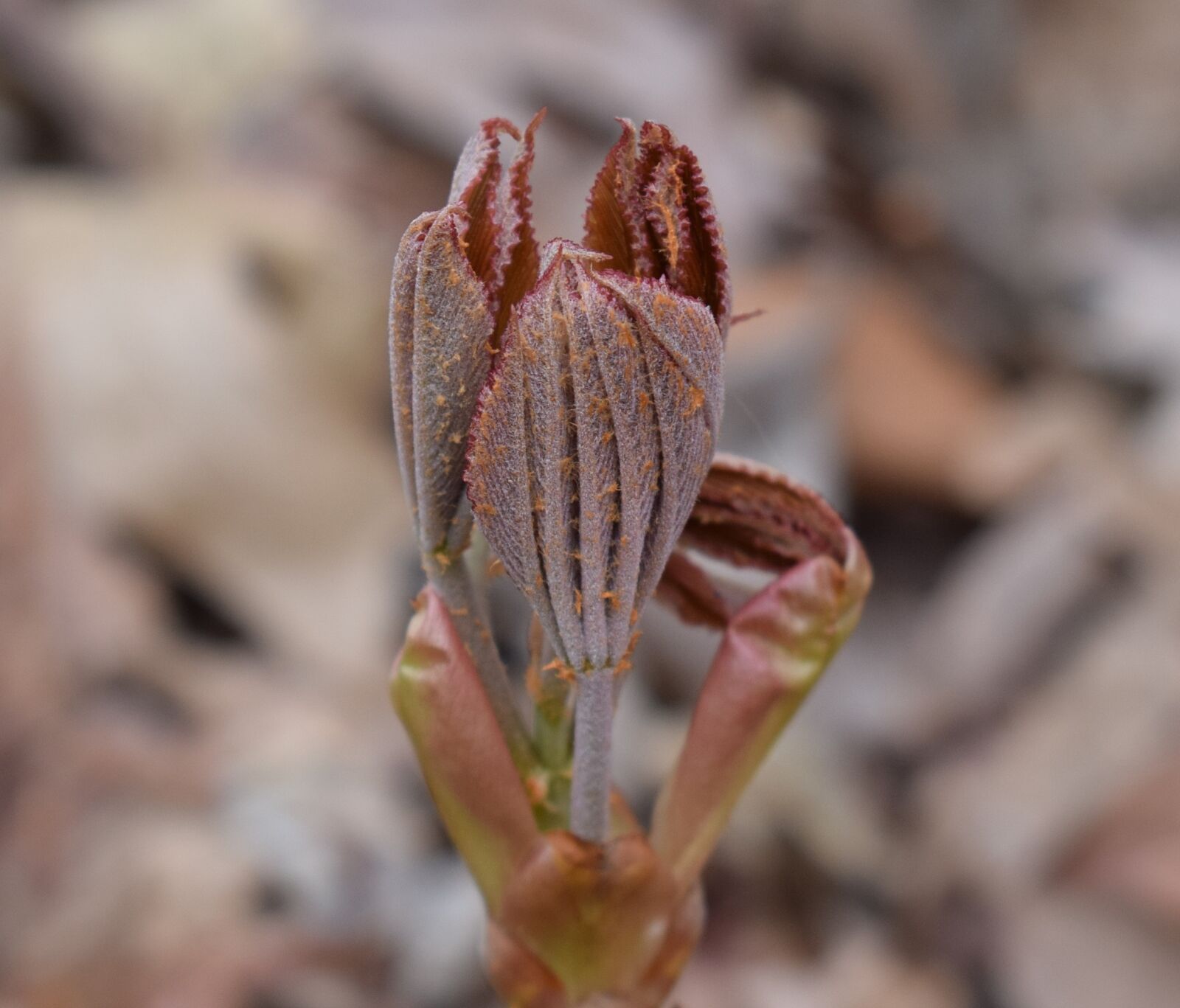 Nikon D3300 sample photo. Japanese chestnut leaves opening photography