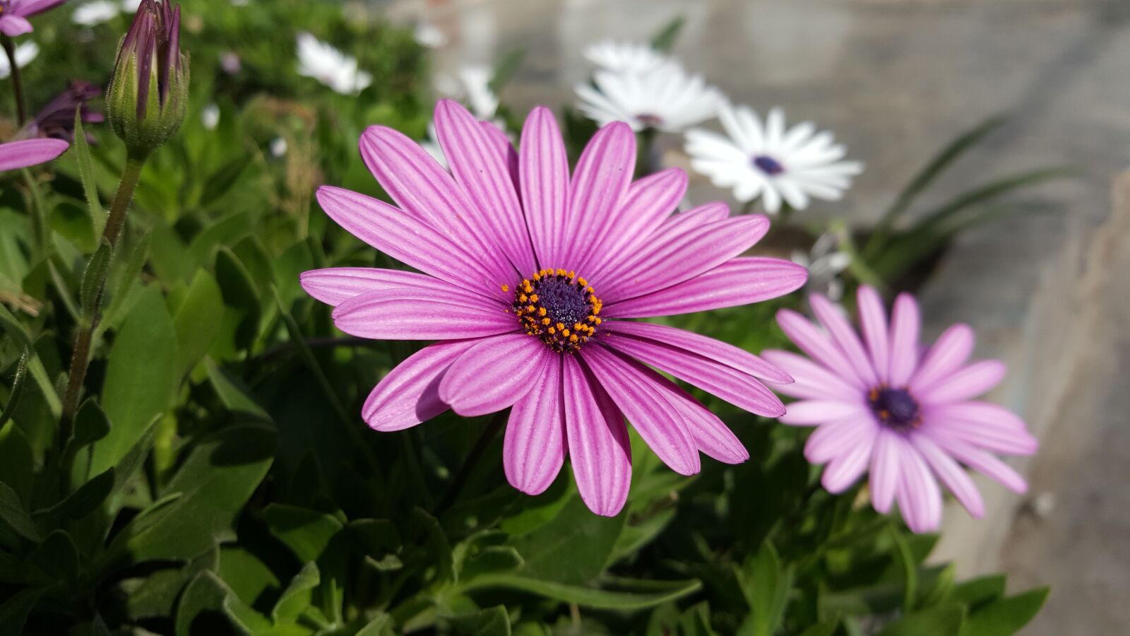 Samsung GALAXY S6 edge sample photo. Flower, nature, plant photography
