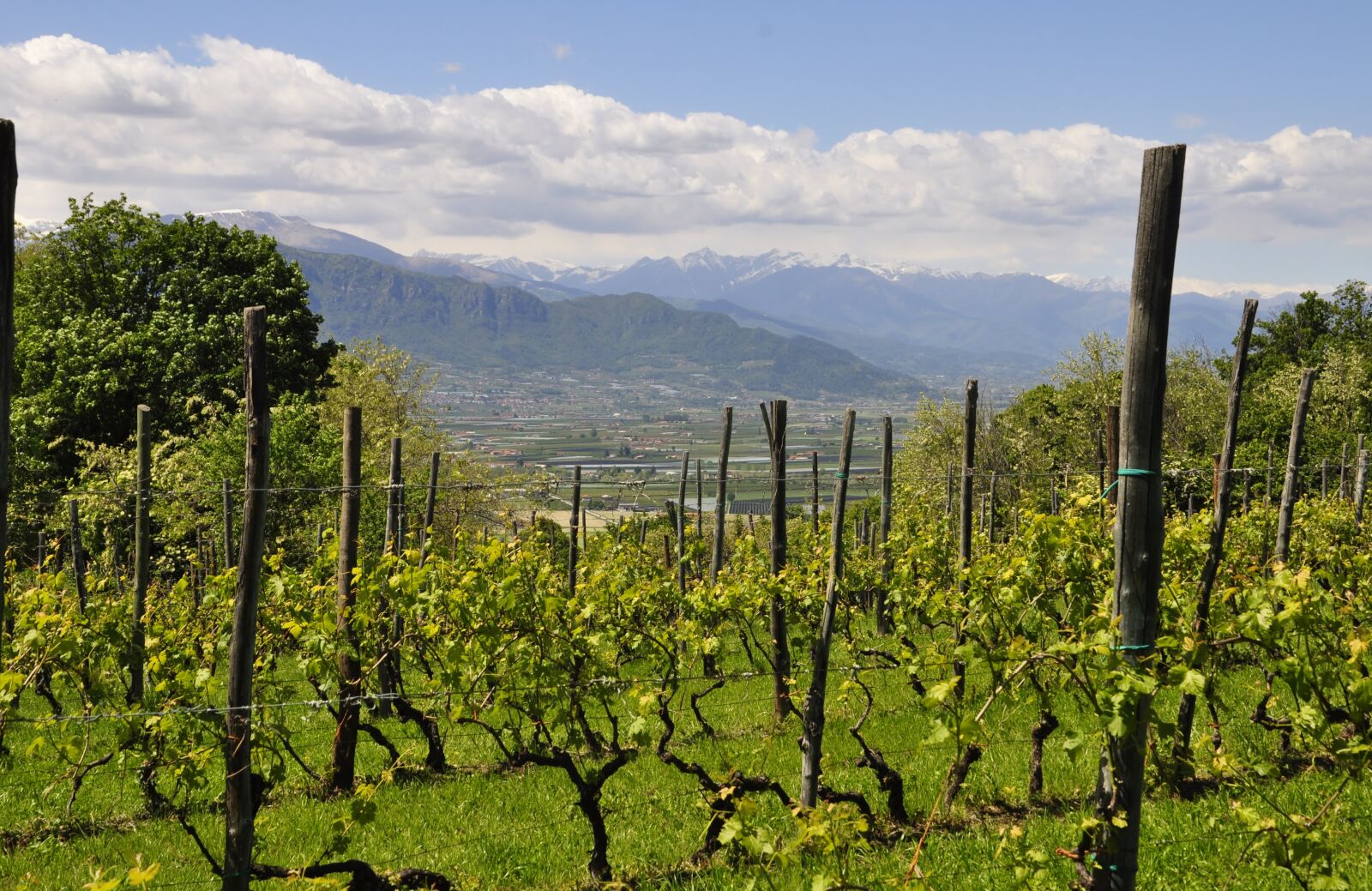 Nikon D5000 sample photo. Vineyard, hill, landscape photography