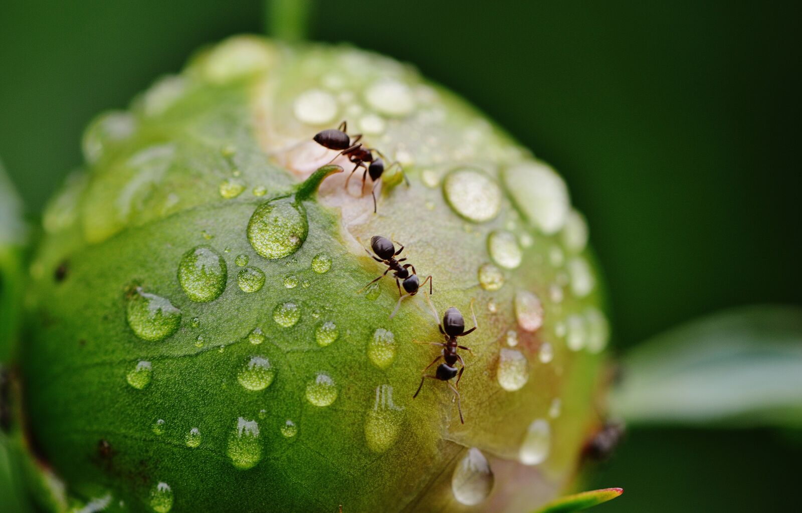 Nikon D3200 sample photo. Peony, bud, ants photography