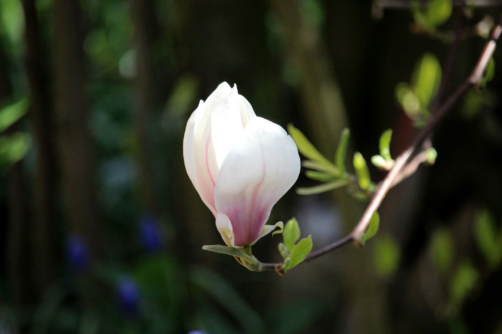 Canon EF-S 55-250mm F4-5.6 IS STM sample photo. Blossom, bloom, pink photography