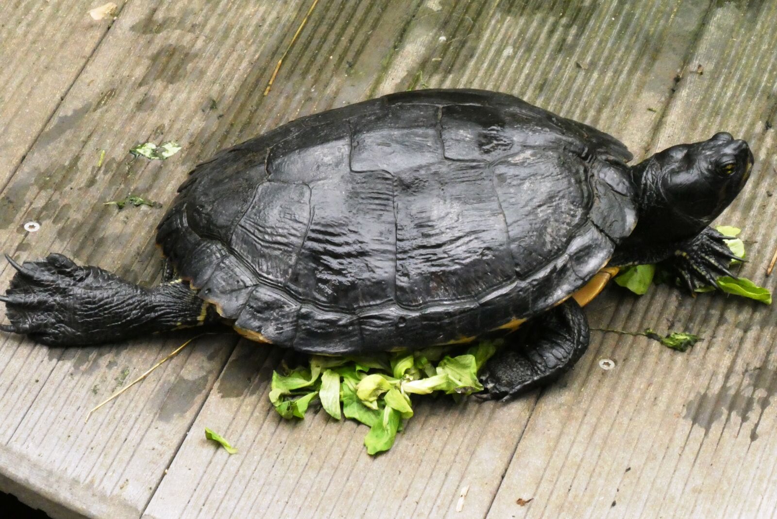 Panasonic Lumix DC-ZS70 (Lumix DC-TZ90) sample photo. Turtle, food, butterfly garden photography