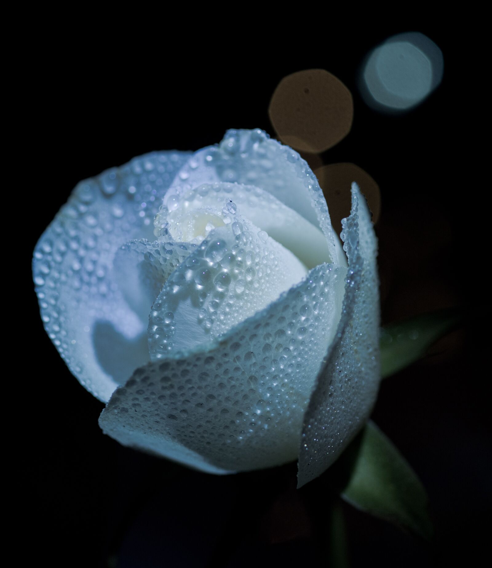 OLYMPUS 50mm Lens sample photo. Flower, rose, love photography