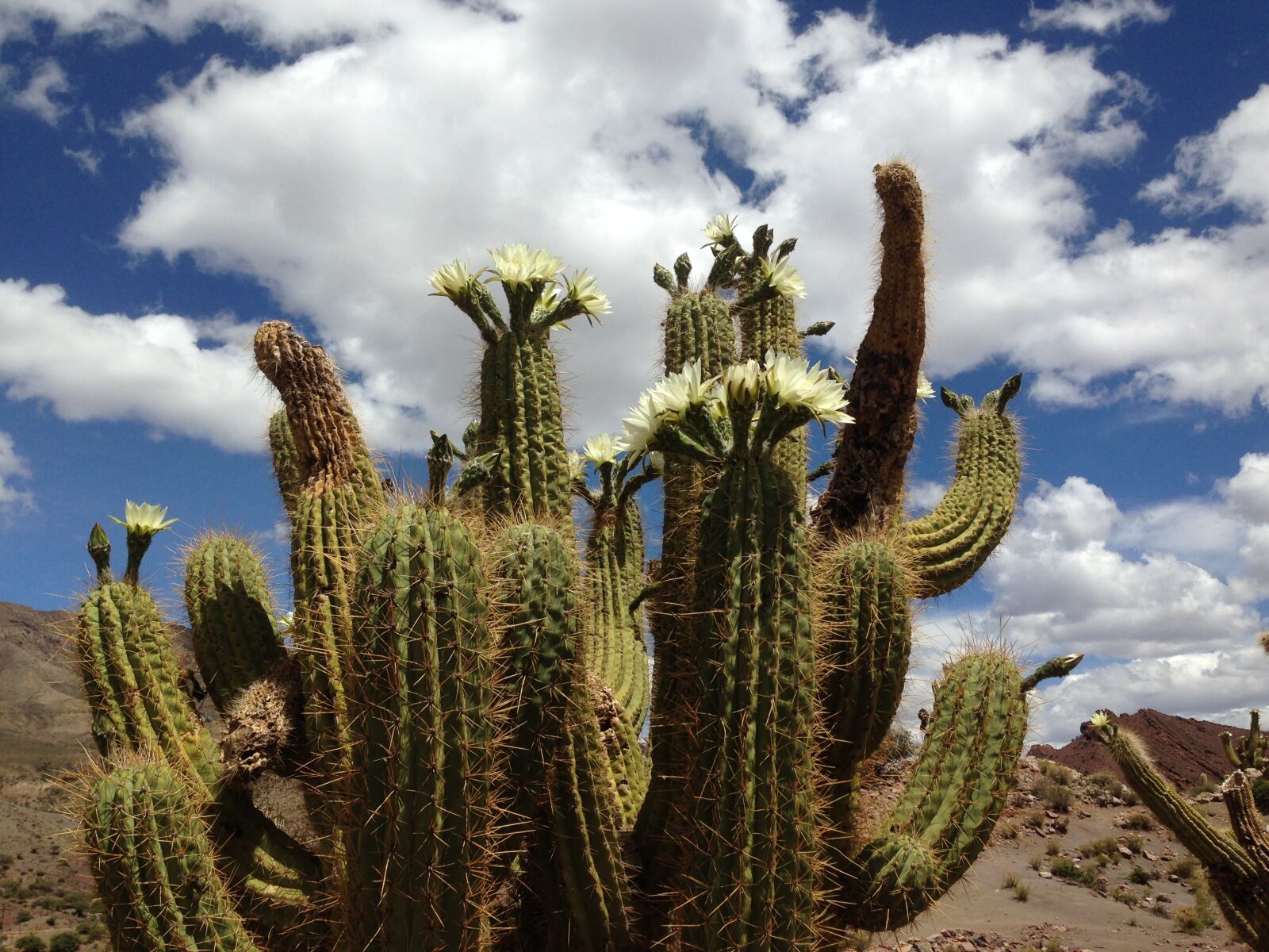iPhone 5c back camera 4.12mm f/2.4 sample photo. Cactus, flower, clouds photography