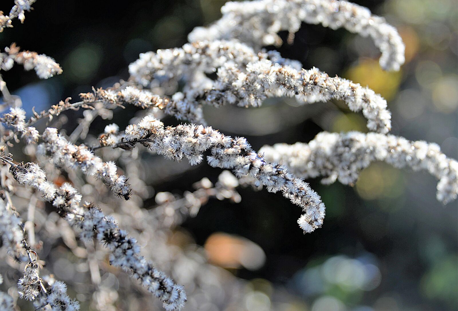 Nikon D610 sample photo. Golden rod, faded, autumn photography