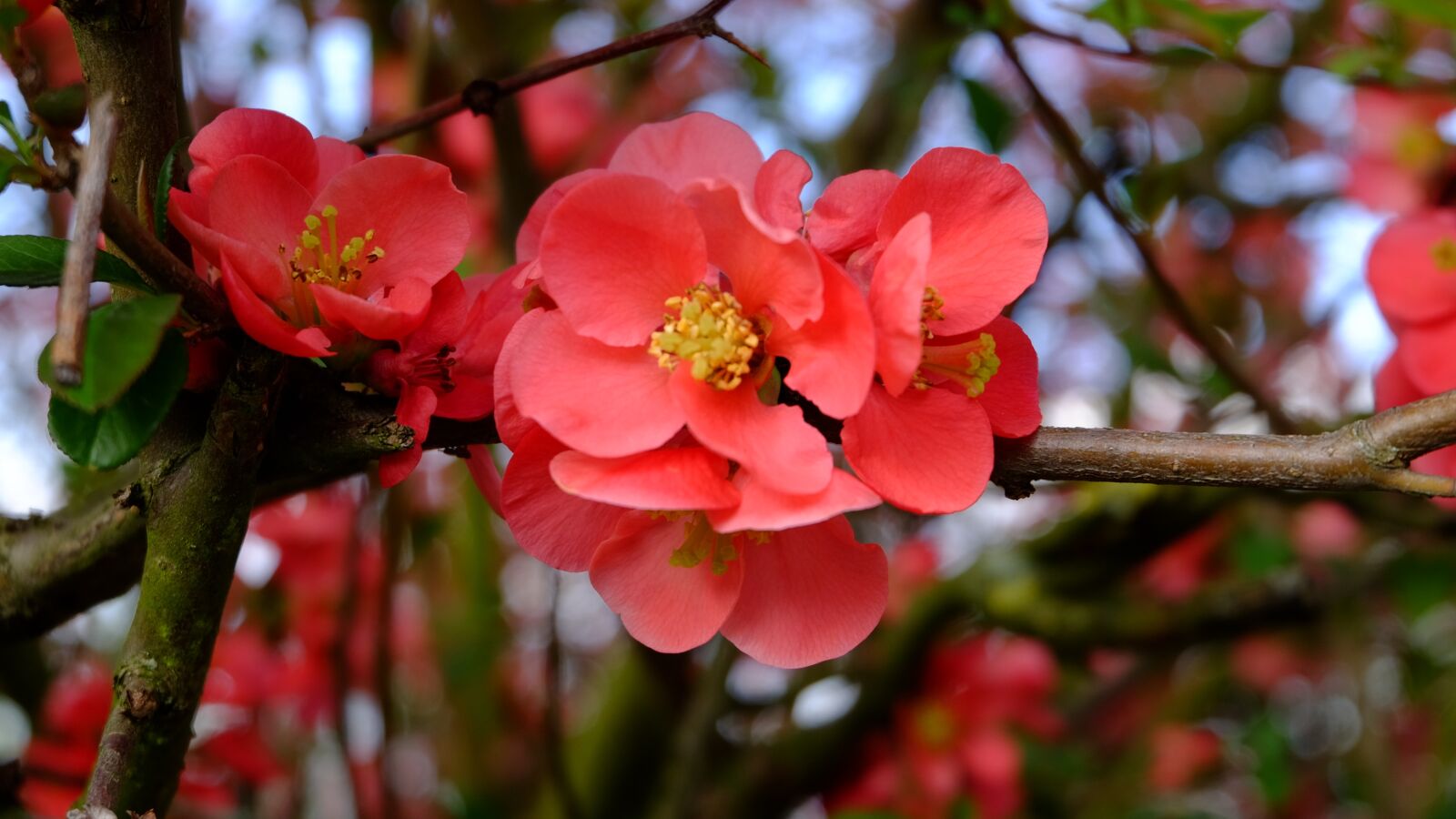 Fujifilm XC 16-50mm F3.5-5.6 OIS II sample photo. Nature, tree blossoms photography