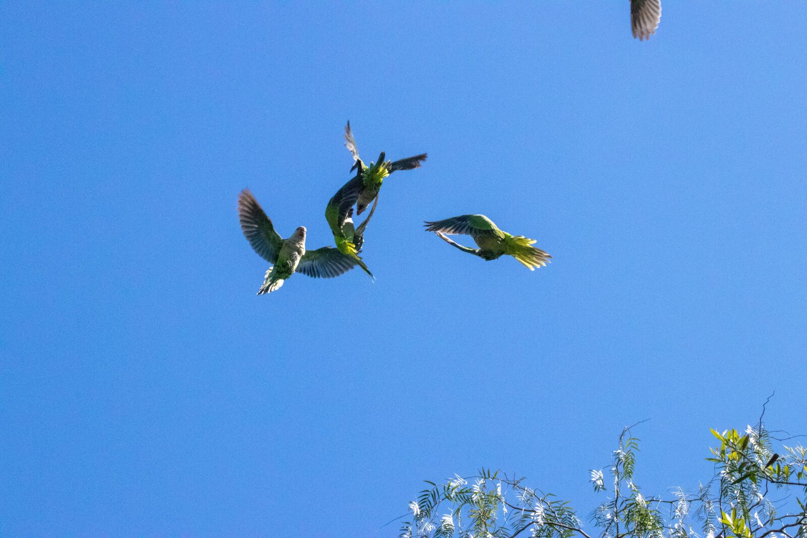 Canon EOS 200D (EOS Rebel SL2 / EOS Kiss X9) sample photo. Green, ave, parrot photography