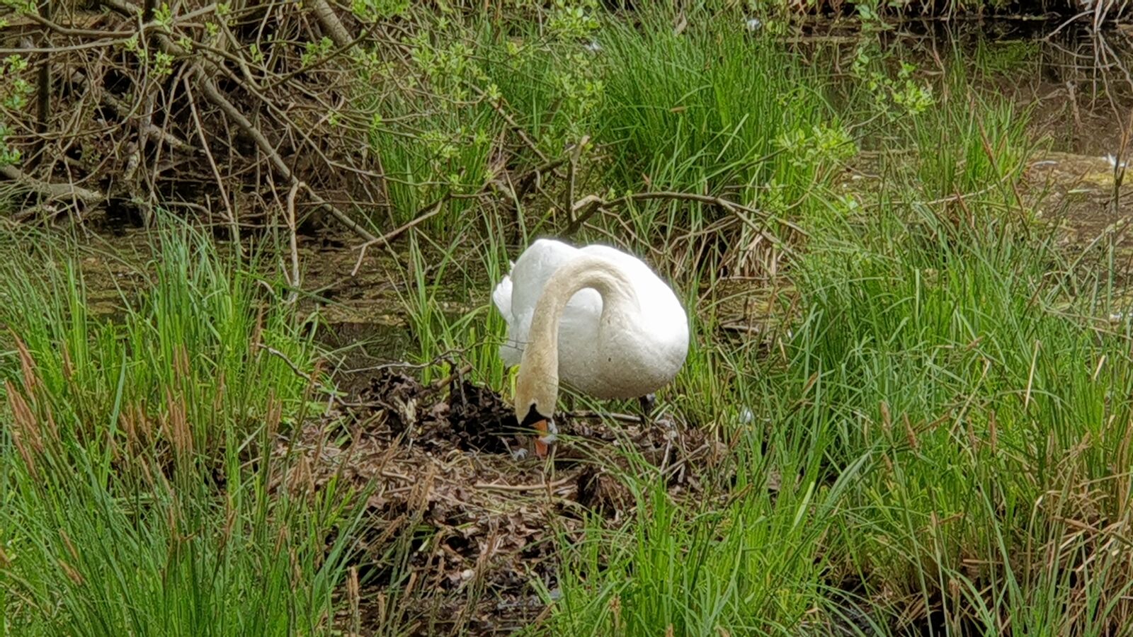 Samsung Galaxy Note9 sample photo. Swan, bird, nature photography