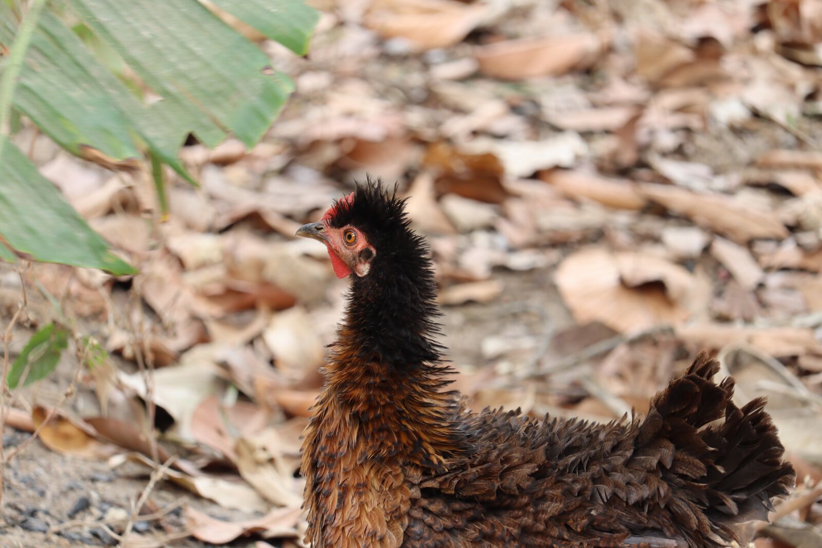 Canon EOS 250D (EOS Rebel SL3 / EOS Kiss X10 / EOS 200D II) sample photo. Hen, kerala, poultry photography