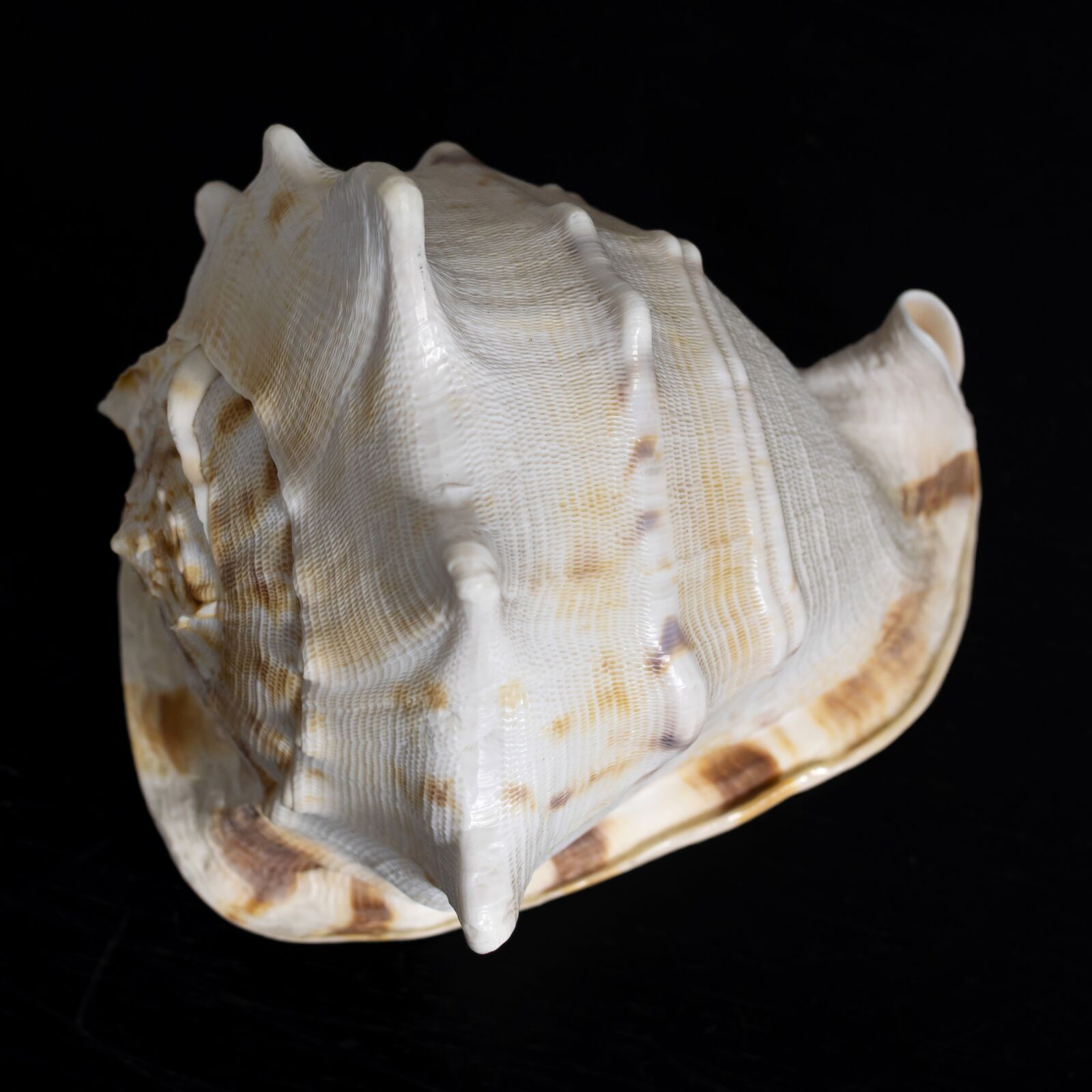Pentax K-3 II sample photo. Shell, marine, natural photography