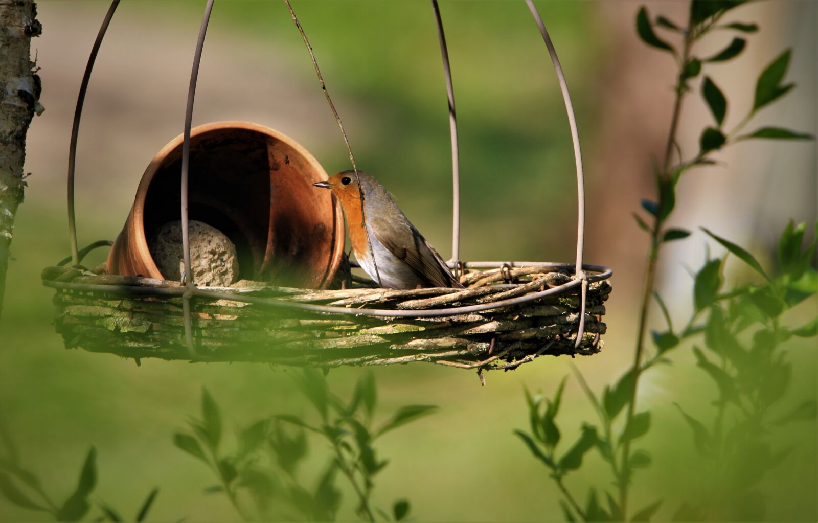 Tamron SP 150-600mm F5-6.3 Di VC USD sample photo. Robin, bird, songbird photography