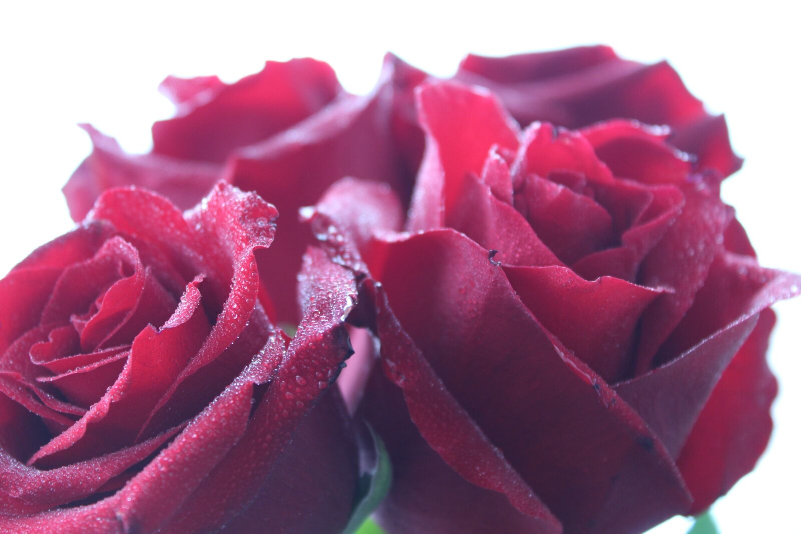 Canon EOS 1300D (EOS Rebel T6 / EOS Kiss X80) sample photo. Roses, flower, red photography