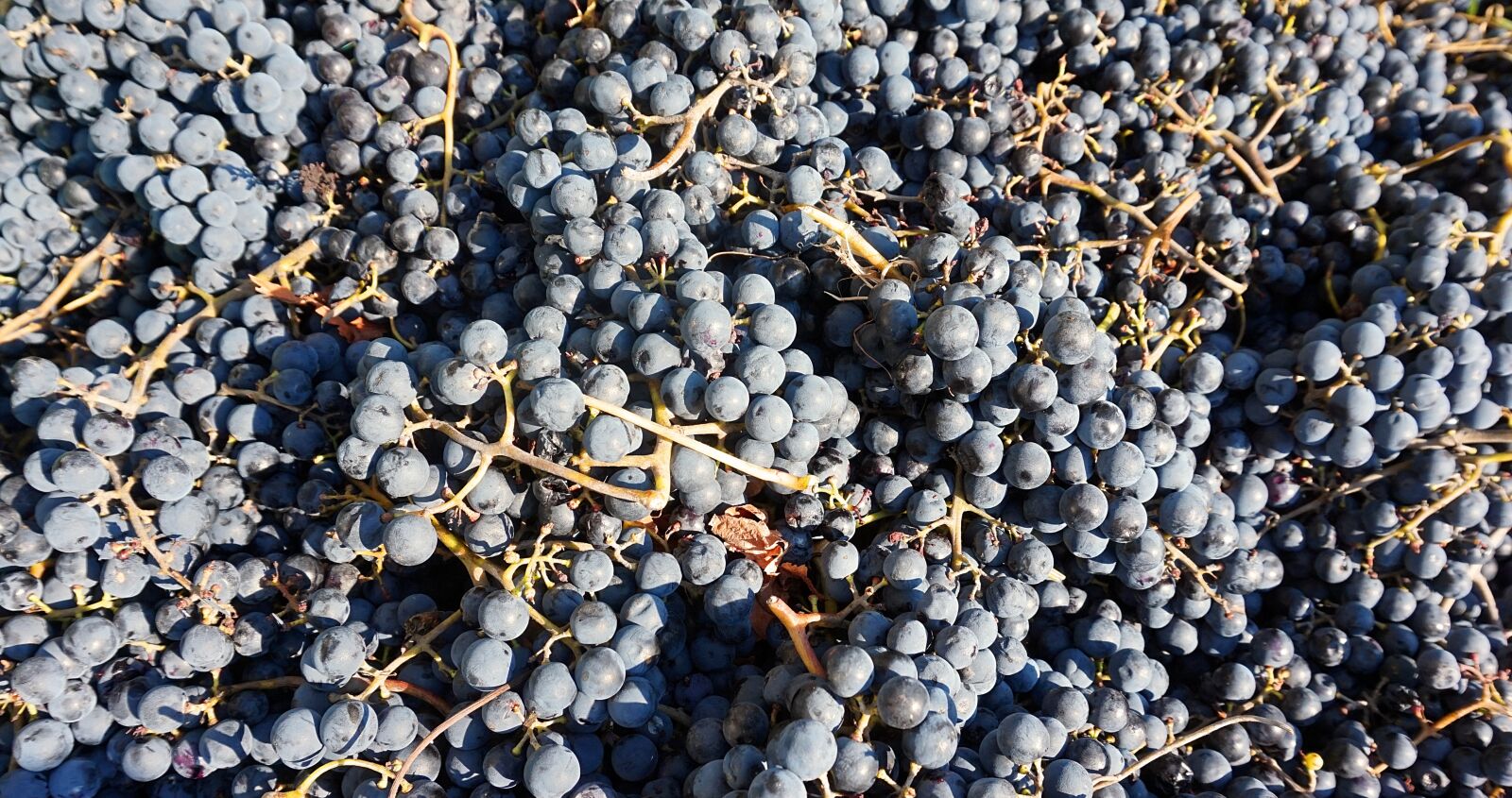 Sony Alpha a5000 (ILCE 5000) sample photo. Grapes, harvest, read photography