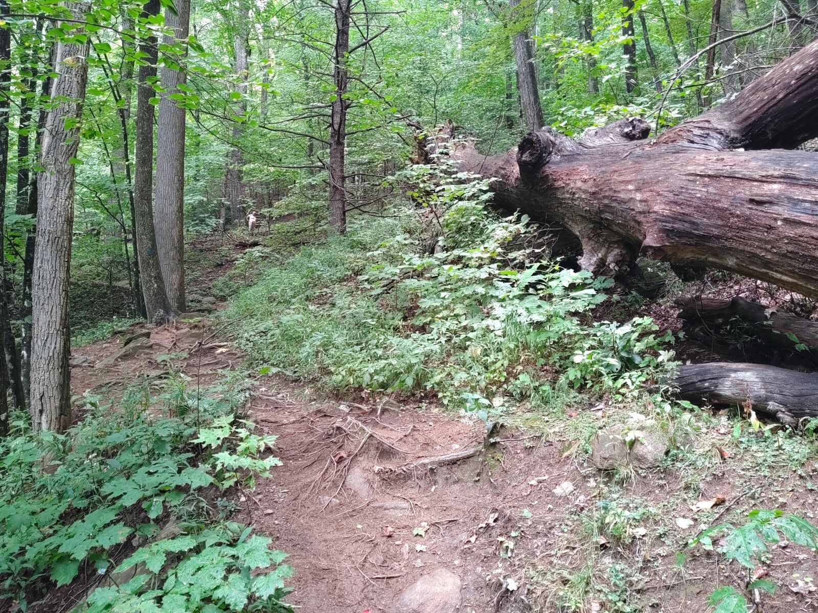 Motorola moto z4 sample photo. Path, hiking, forest photography