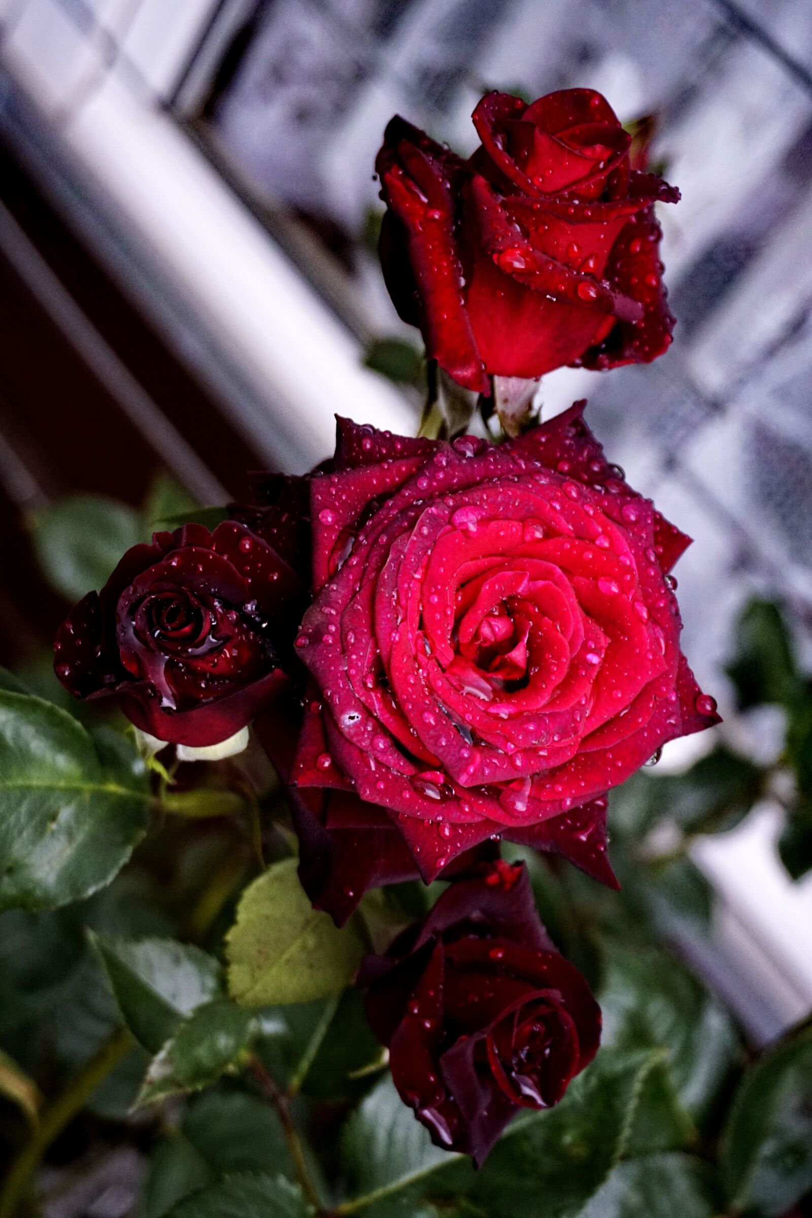 Sony a6000 sample photo. Roses, garden, plant photography