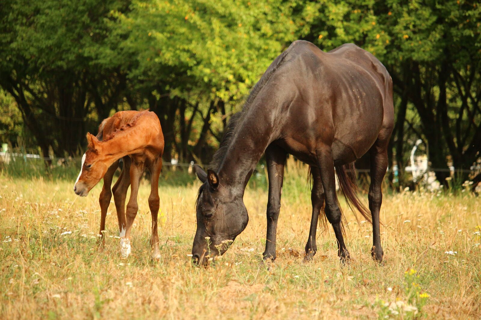 Canon EOS 100D (EOS Rebel SL1 / EOS Kiss X7) sample photo. Foal, horse, mare photography