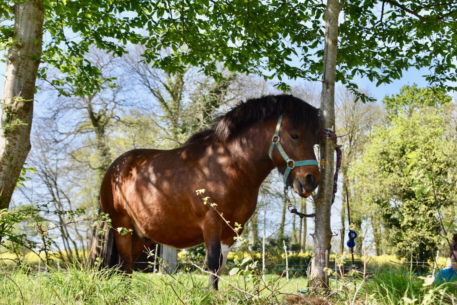 Nikon D5600 sample photo. Pony, shetland pony, equines photography