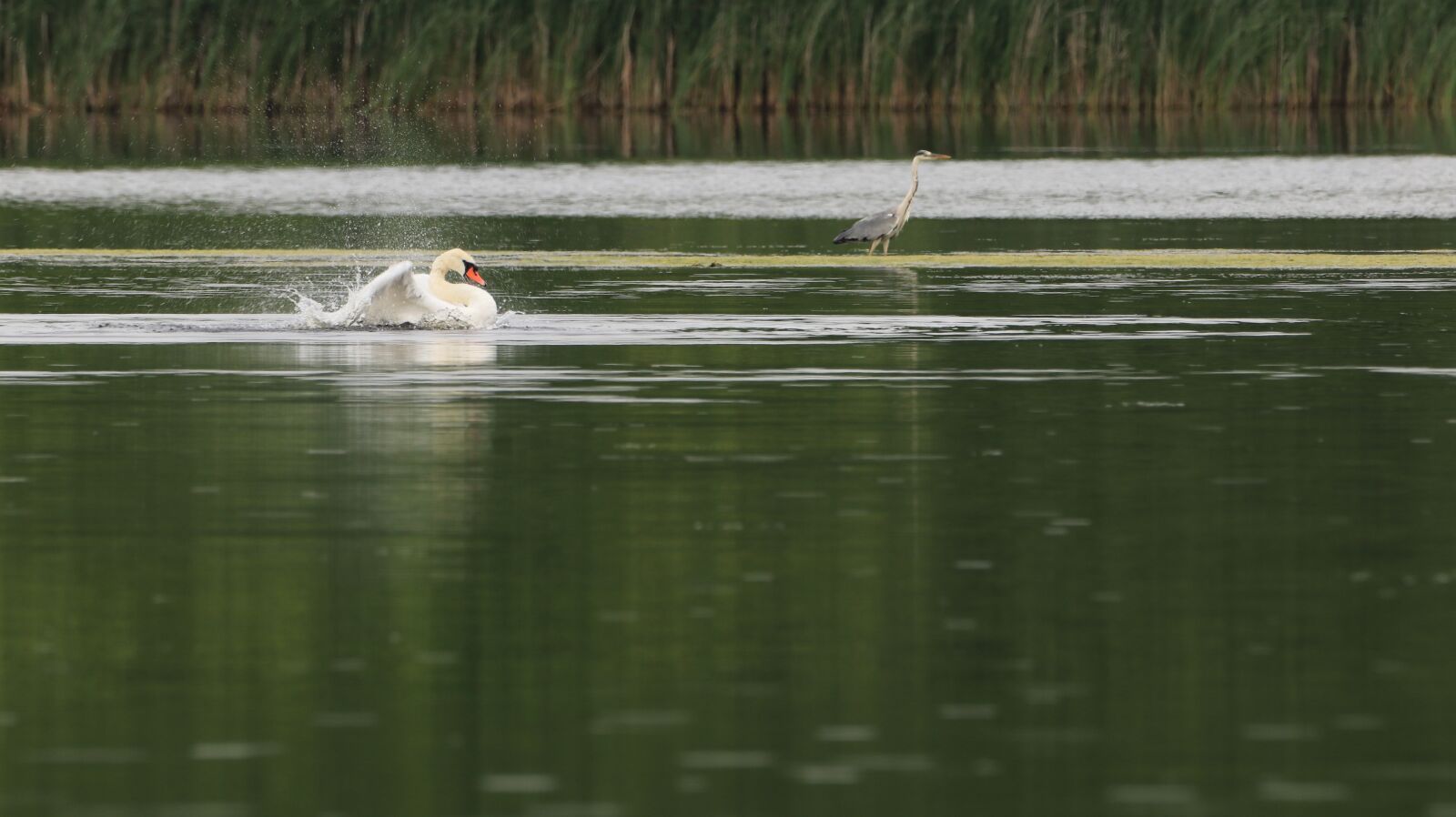 150-600mm F5-6.3 DG OS HSM | Contemporary 015 sample photo. Swan, spring care, lake photography