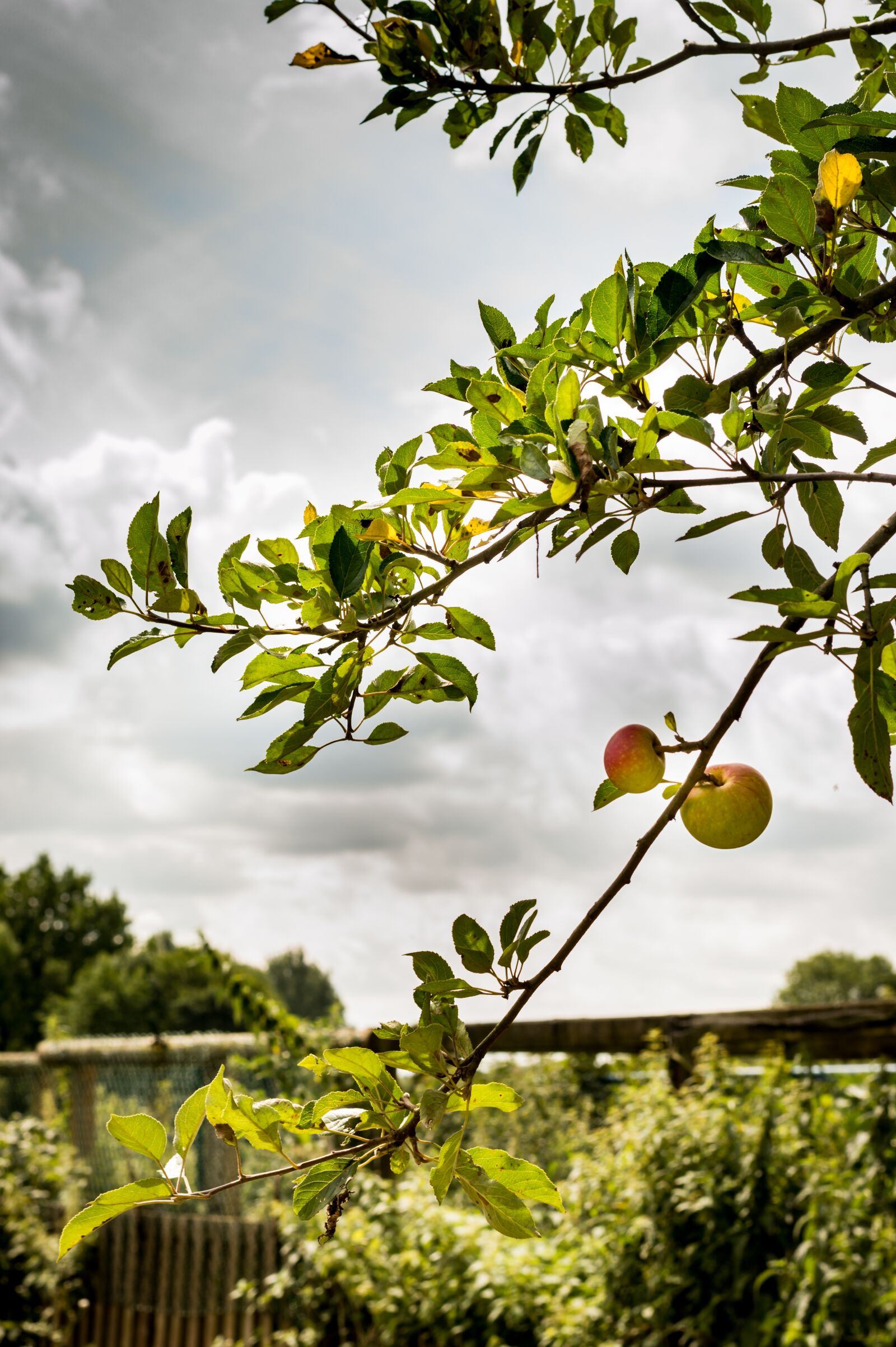 Nikon D3200 sample photo. Tree, nature, fruit photography