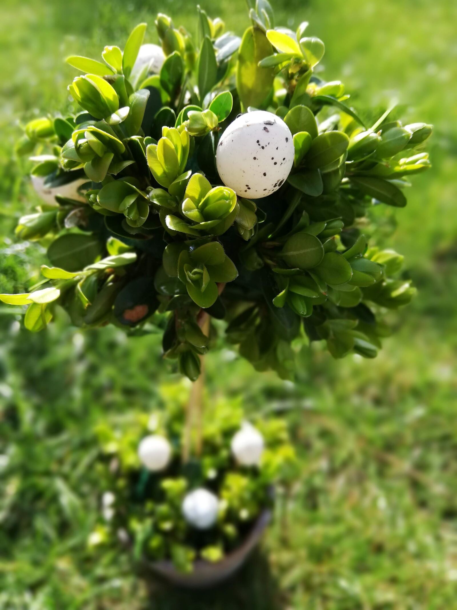 HUAWEI P20 lite sample photo. Palm sunday, egg, easter photography