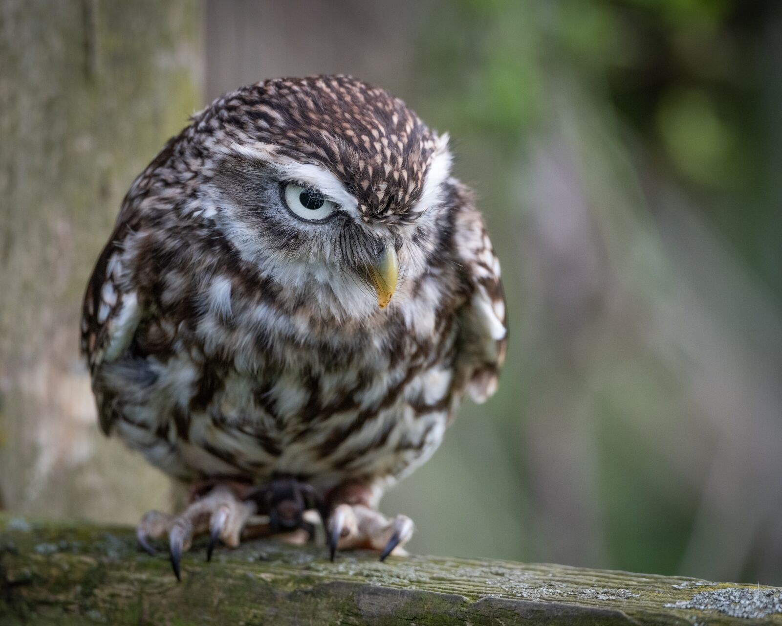 Nikon D810 sample photo. Owl, raptor, little owl photography