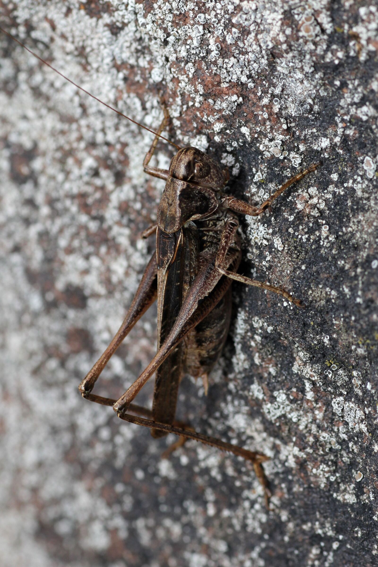 Canon EOS 60D sample photo. Grille, grasshopper, creature photography
