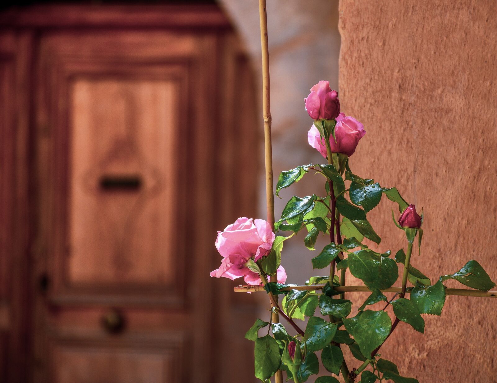 Nikon D5600 sample photo. Rosebush, roses, rose photography