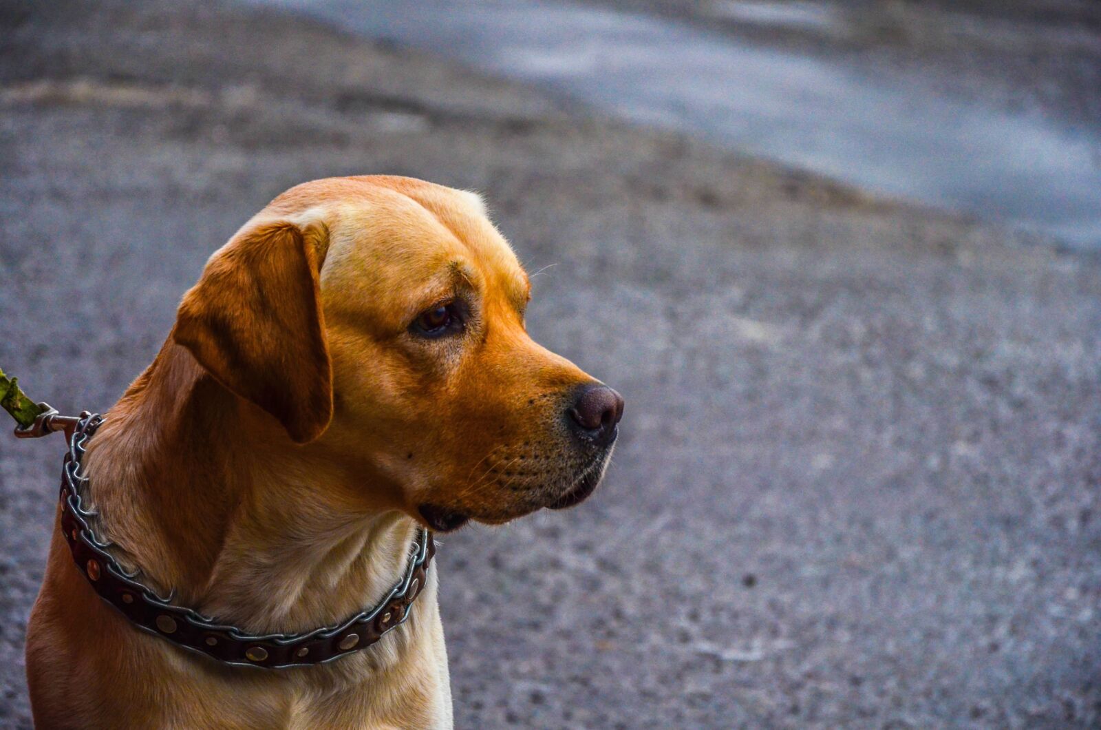 Nikon D5100 sample photo. Dog, leash, pet, purebred photography