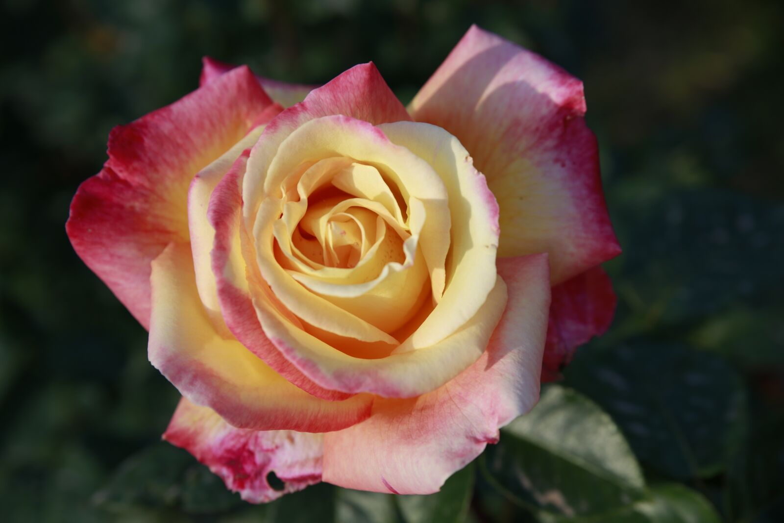 Canon EOS 5D Mark III sample photo. Rosa, flower, nature photography
