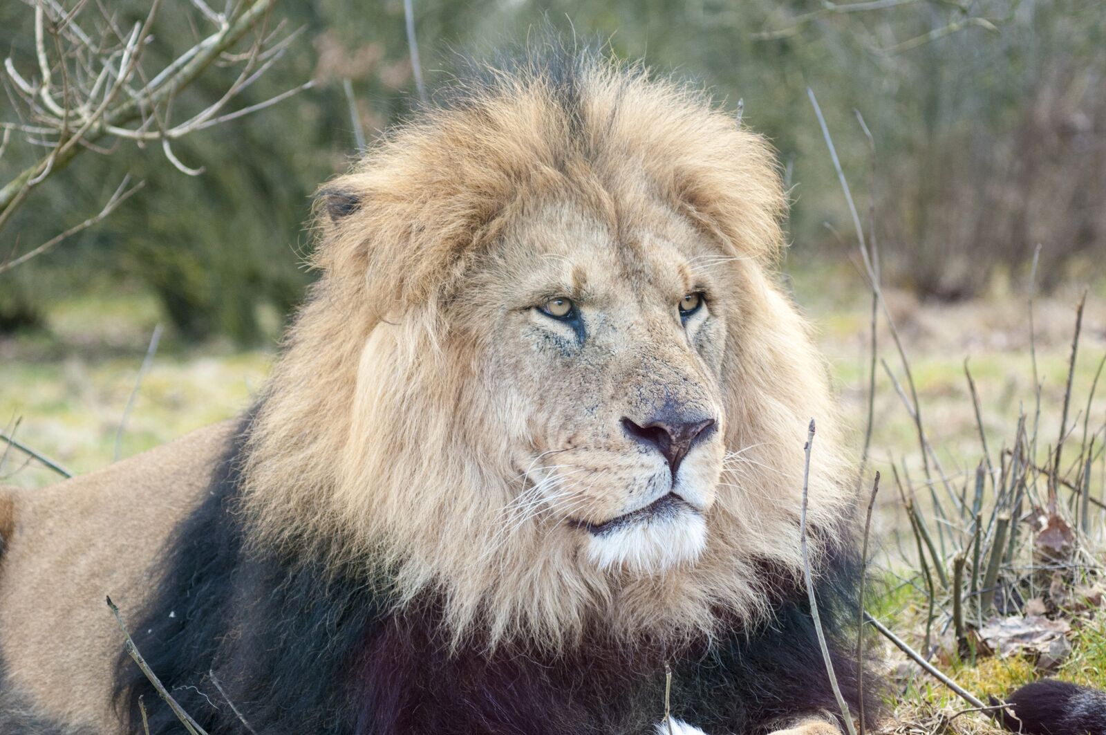 Nikon D300S sample photo. Lion, zoo, male lion photography