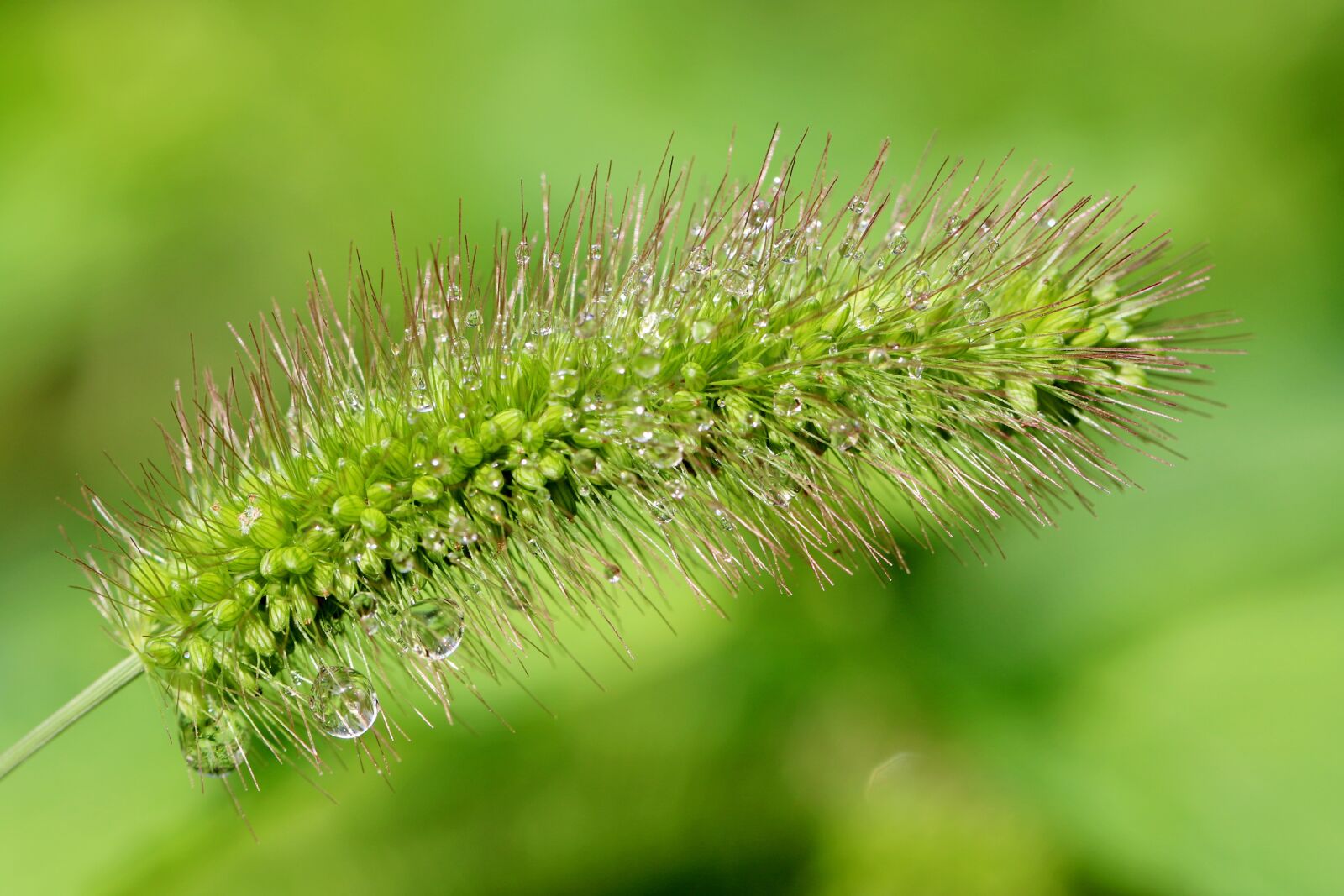 Canon EOS 7D Mark II + Canon EF 100mm F2.8L Macro IS USM sample photo. Foxtail, green foxtail, grass photography