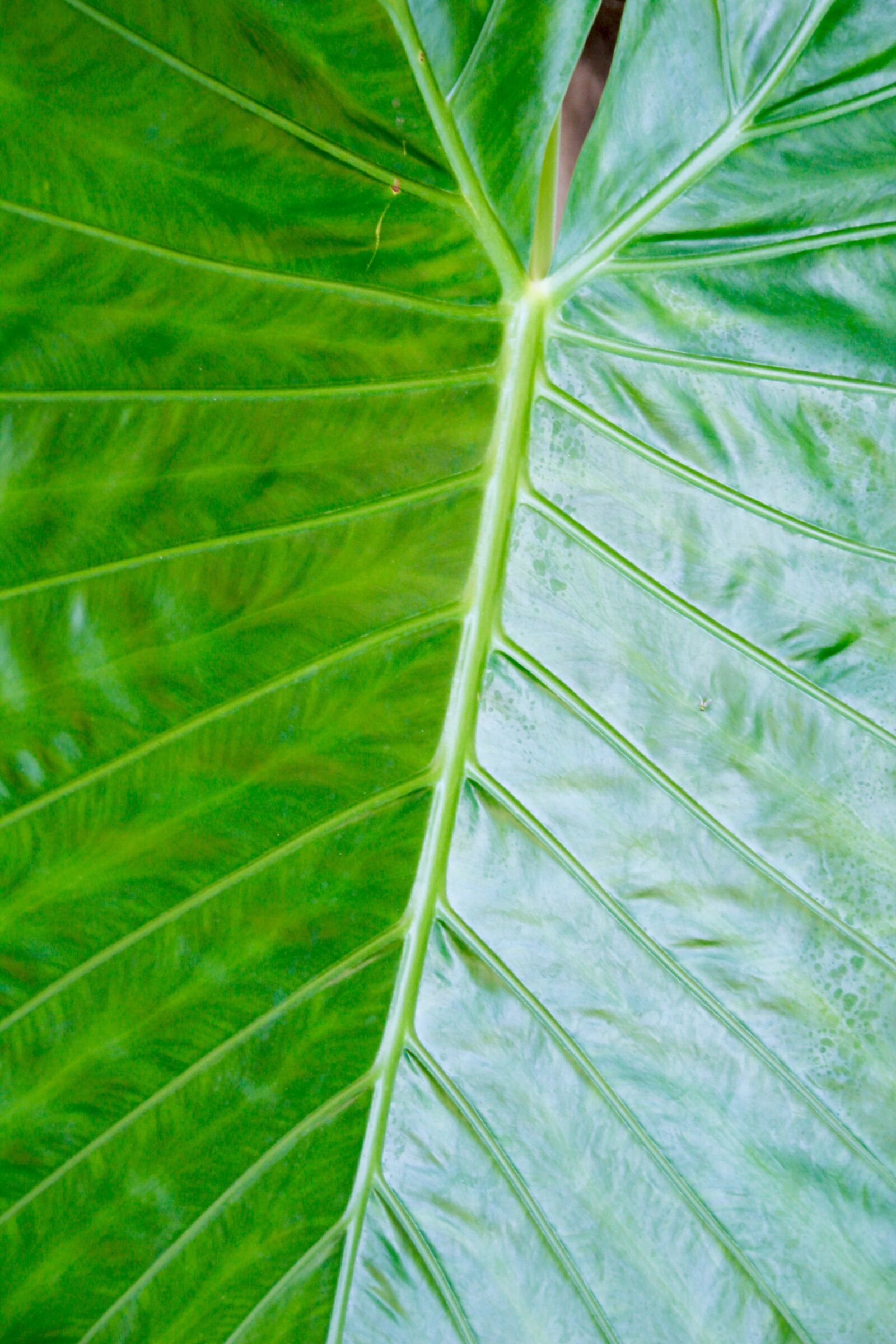 Canon EOS 60D sample photo. Palm, frond, leaf photography