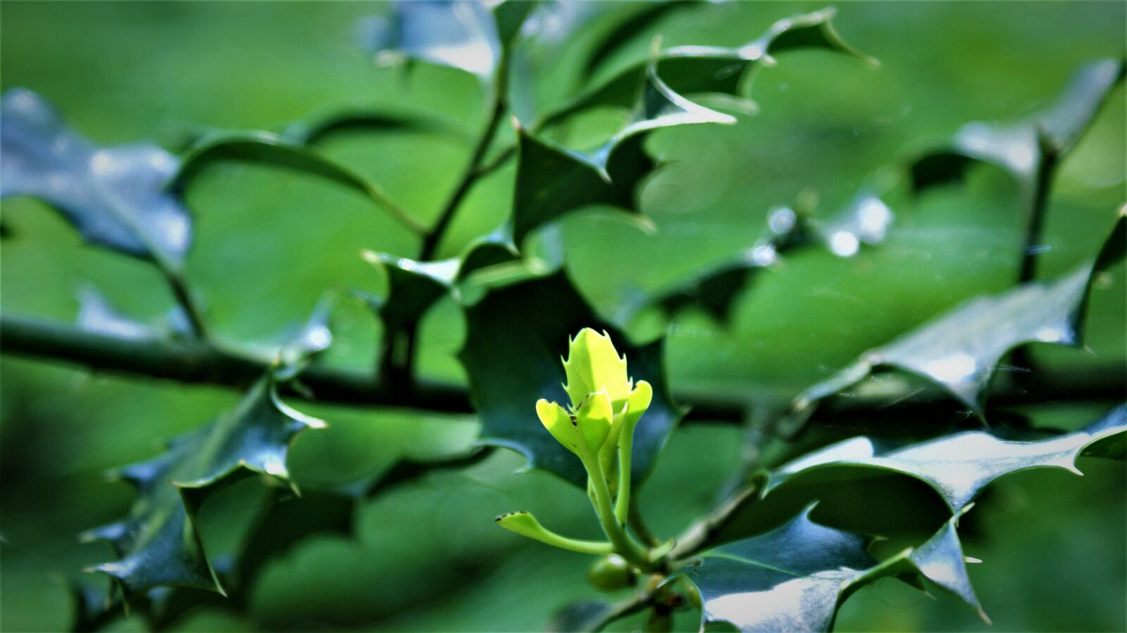 Sony Alpha DSLR-A350 sample photo. Green, young, branch photography