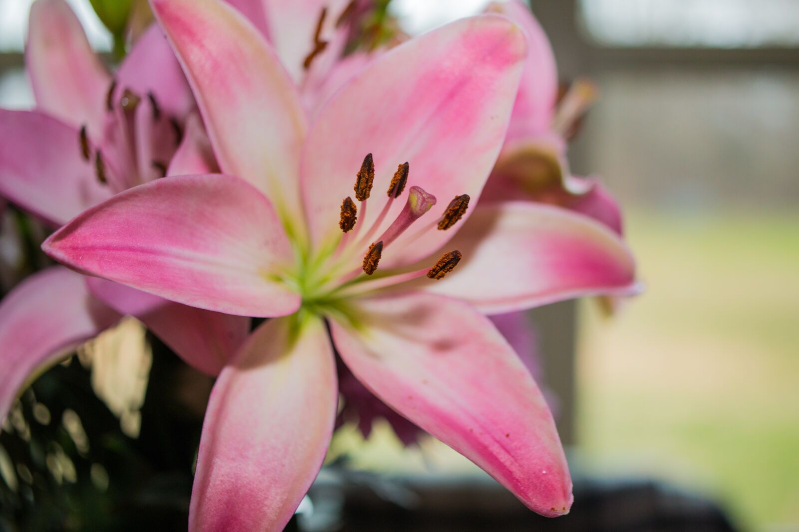 Canon EOS 70D sample photo. Flower, pink, blossom photography