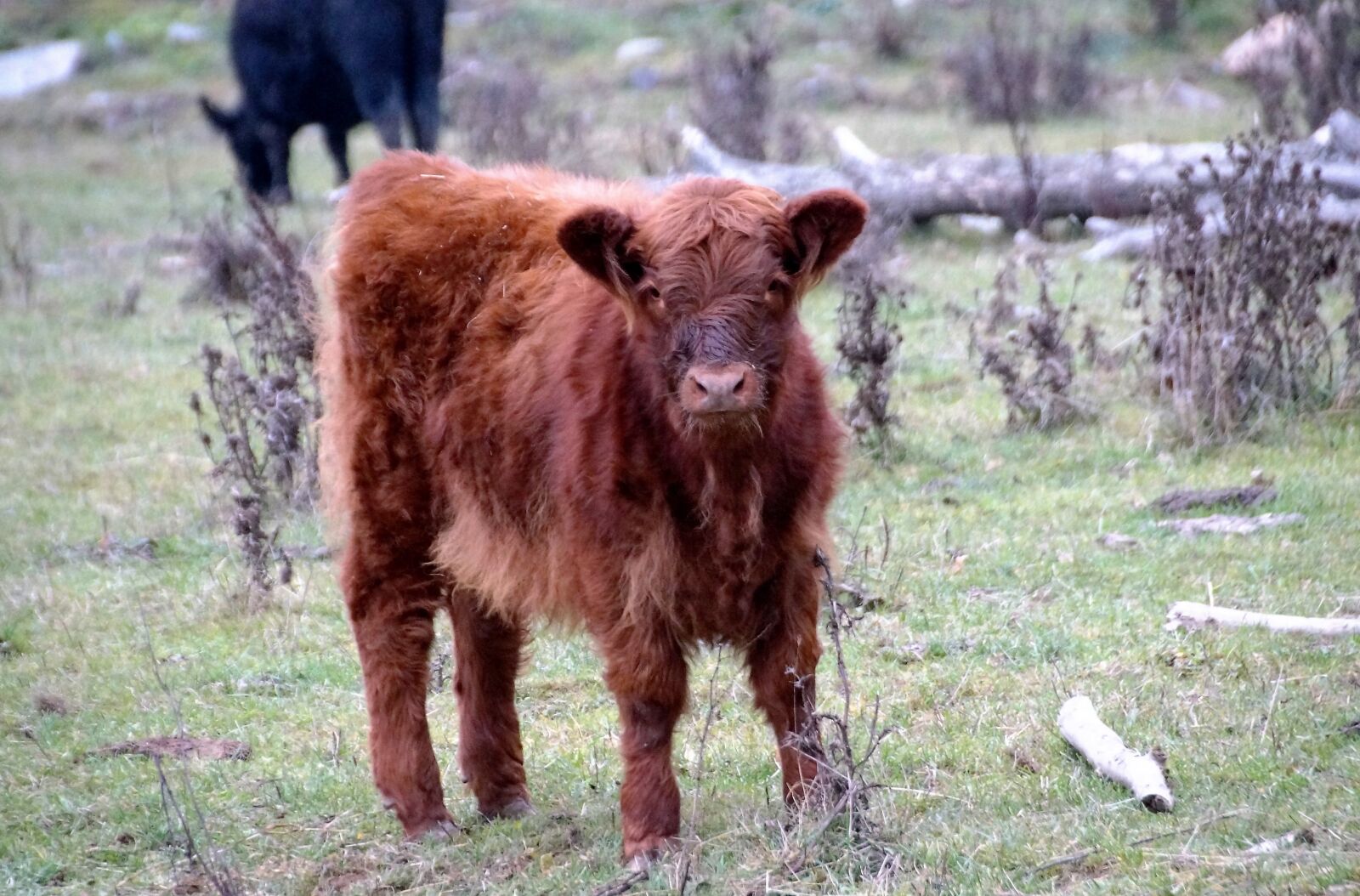 Sony SLT-A58 sample photo. Cow, calf, cub photography