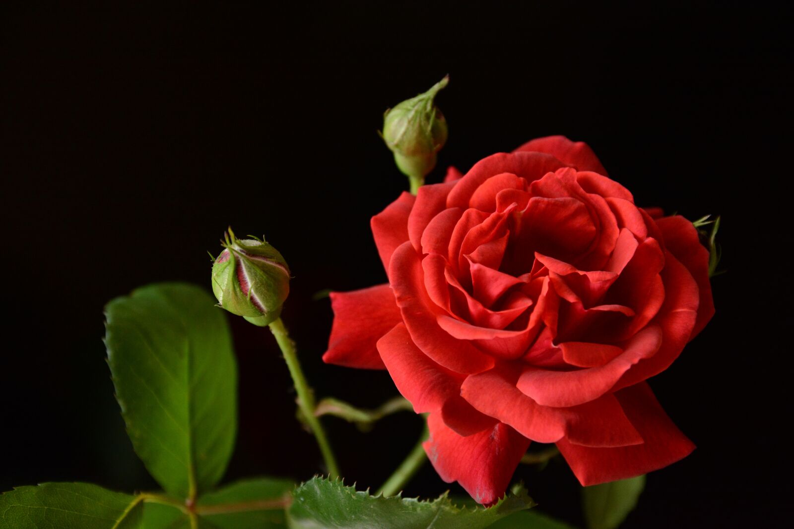 Nikon D7100 sample photo. Rose, flower, red photography